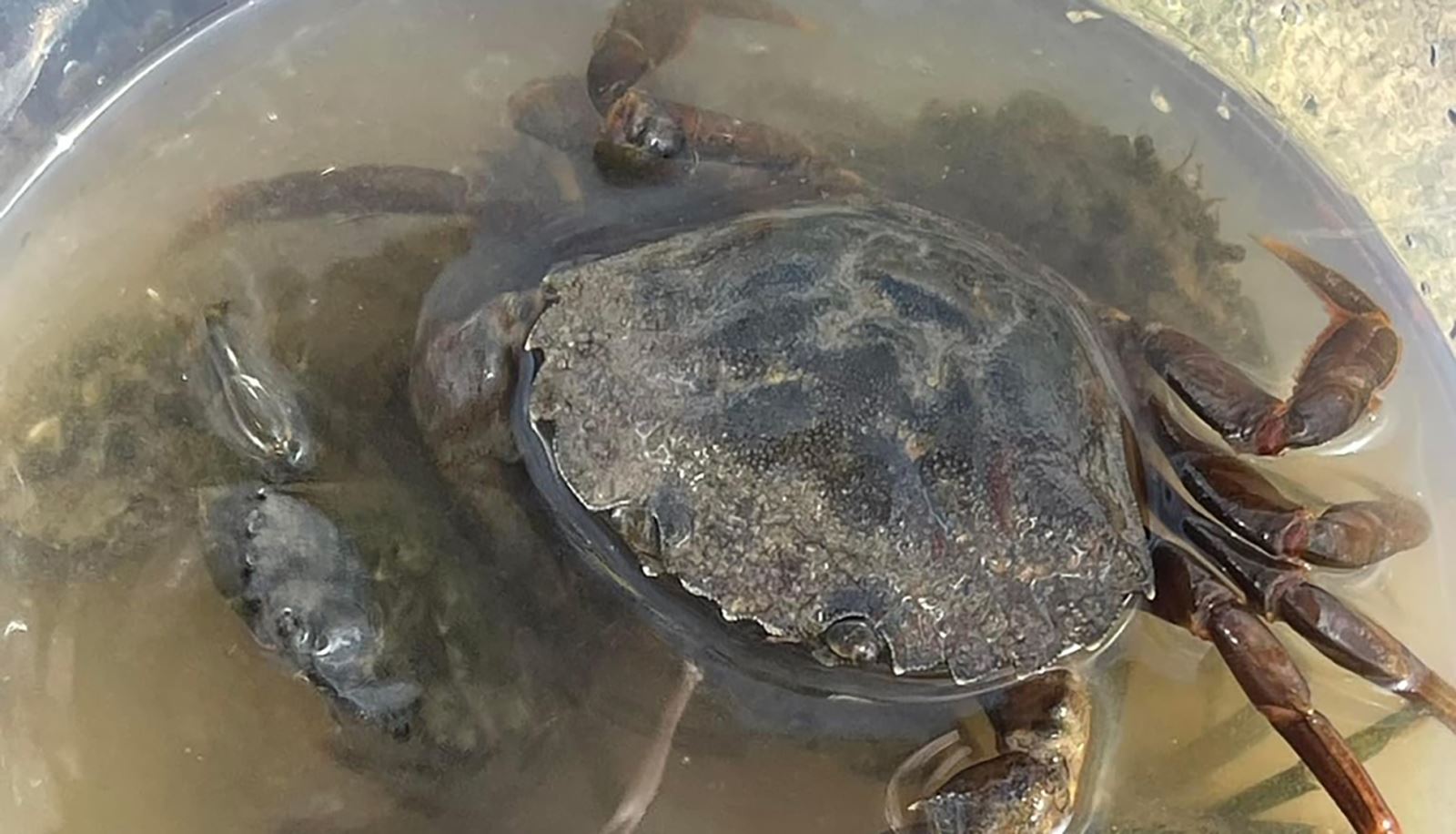 Crabs in bucket